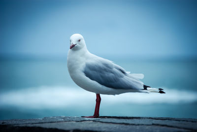 Bird perching on shore against sea