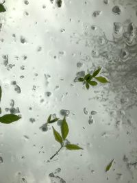 Full frame shot of wet glass window