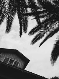 Low angle view of palm tree and building against sky