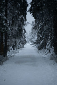 Trees on snow covered landscape