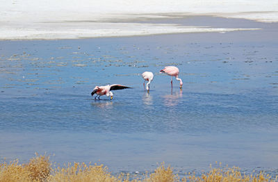 View of birds on beach