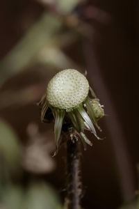 Close-up of flowering plant