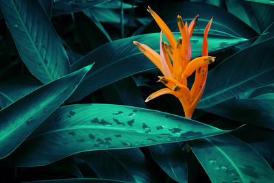 Close-up of orange flowering plant