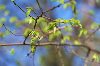 Close-up of green leaves on branch