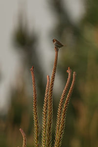 Close-up of caterpillar on plant