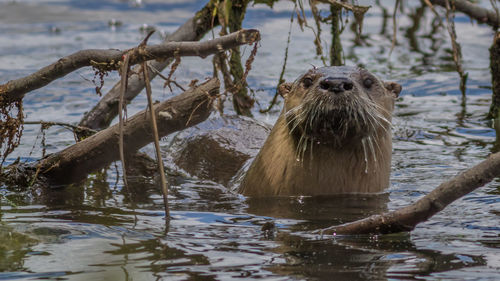 A single curious otter checks out what's happening while taking a break from swimming and fishing