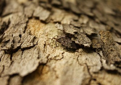 Close-up of tree trunk