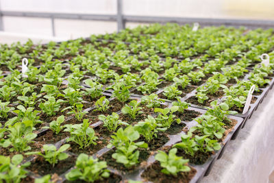 Plants growing in greenhouse