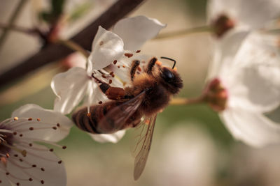 Close-up of butterfly pollinating on white flower