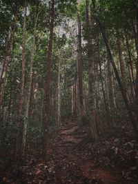 Trees growing in forest