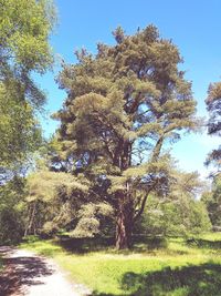 Trees growing on field against sky