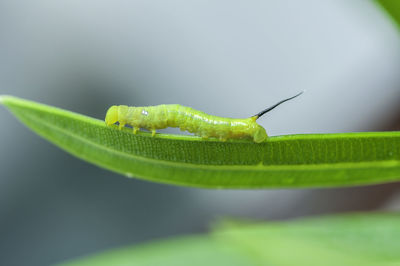 Close-up of insect