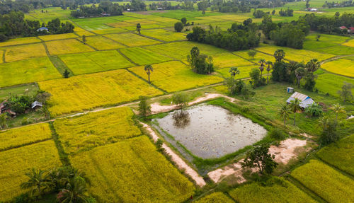 High angle view of agricultural field