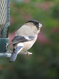 Close-up of a bullfinch perching on a feeder