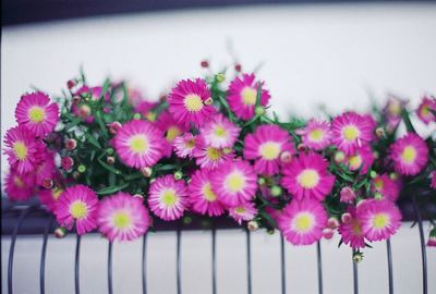 Close-up of flowers against blurred background