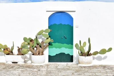 Close-up of potted cactus plant against building