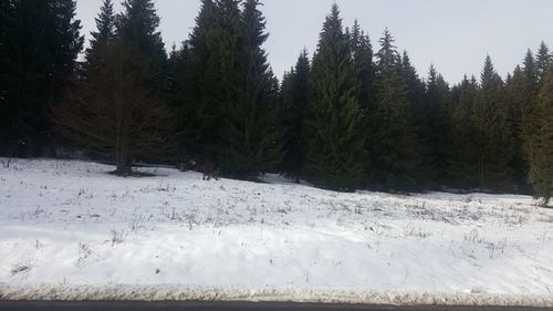 Trees on snow covered field in forest