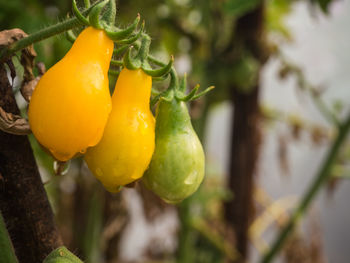 Close-up of fruit growing on tree