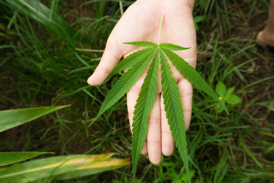 Close-up of hand holding marijuana over grass