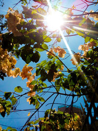 Low angle view of tree against sky during sunny day