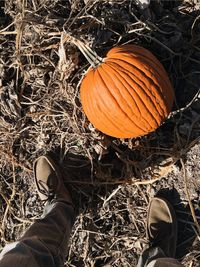 High angle view of pumpkins on field