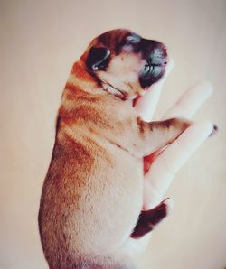 Close-up of hand holding dog over white background