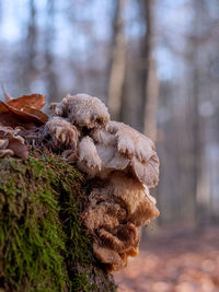 Close-up of mushrooms growing on tree trunk