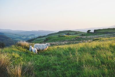 View of sheep on grassy field against sky