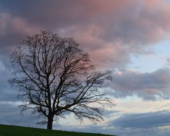 Low angle view of bare trees on landscape against cloudy sky