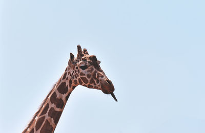 Low angle view of giraffe against clear sky