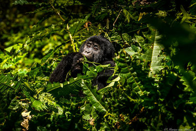 View of monkey on tree