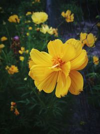 Close-up of yellow cosmos flower blooming outdoors