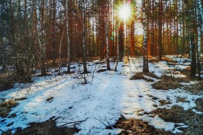 Snow covered trees in forest