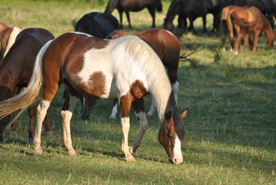 Horses grazing on field