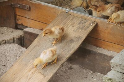 High angle view of sheep