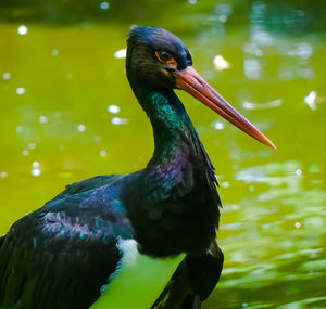 Close-up of a bird