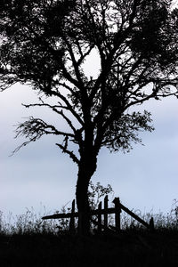 Silhouette tree on field against sky