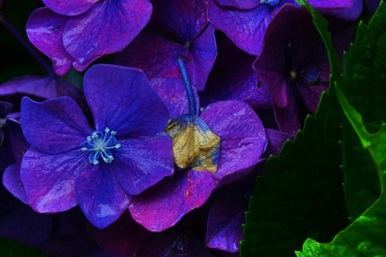 flower, petal, freshness, fragility, flower head, growth, beauty in nature, purple, leaf, nature, blooming, plant, close-up, high angle view, in bloom, park - man made space, outdoors, water, backgrounds, no people