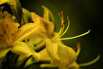 Close-up of yellow lily plant