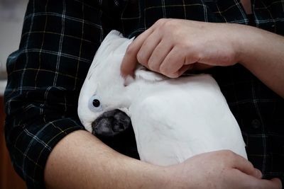 Snuggly cockatoo