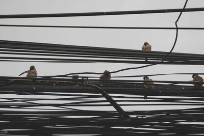 Birds perching on cable car against sky