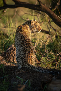 Leopard on tree trunk