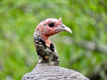 Close-up of bird perching outdoors