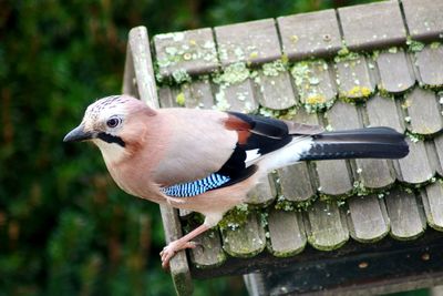 Close-up of bird perching outdoors