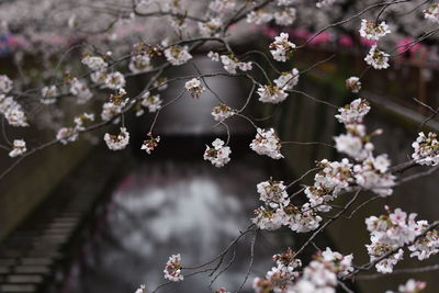 Close-up of cherry blossom tree