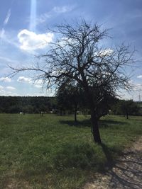 Bare trees on grassy field