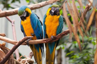 Close-up of parrot perching on branch