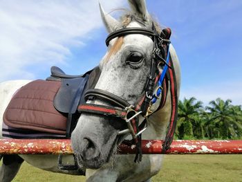 Close-up of horse cart