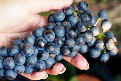 Cropped image of hand holding fruits