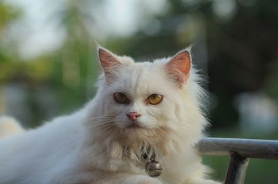 Close-up portrait of white cat